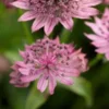 ASTRANTIA Major 'Pink Pride' -UK Garden Supplies Sales Shop astrantia pink pride 5310749