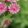 ASTRANTIA 'Roma' PBR -UK Garden Supplies Sales Shop astrantia roma 6130106
