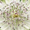 ASTRANTIA 'Superstar' PBR -UK Garden Supplies Sales Shop astrantia superstar 6040014 3