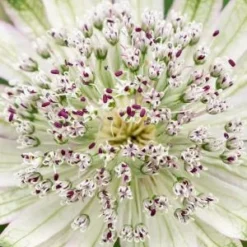 ASTRANTIA 'Superstar' PBR