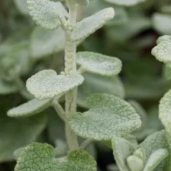 BALLOTA Pseudodictamnus