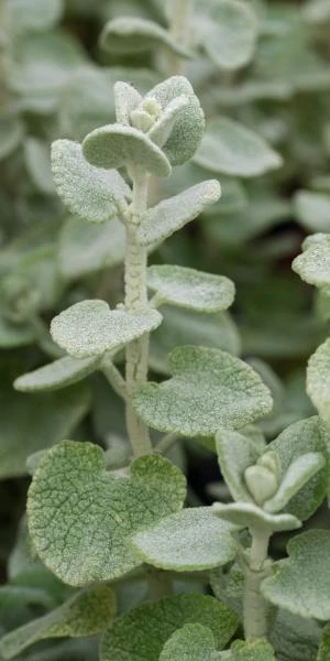 BALLOTA Pseudodictamnus 3 BALLOTA Pseudodictamnus