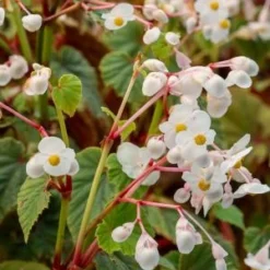 BEGONIA Grandis Subsp. Evansiana Var. Alba