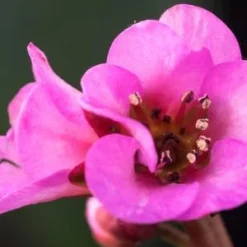 BERGENIA 'Autumn Magic'
