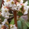 BERGENIA 'Bressingham White'