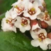 BERGENIA Ciliata -UK Garden Supplies Sales Shop bergenia ciliata 2070538