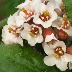 BERGENIA Ciliata