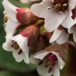 BERGENIA Ciliata -UK Garden Supplies Sales Shop bergenia ciliata 3120013