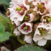 BERGENIA Ciliata 'Wilton' -UK Garden Supplies Sales Shop bergenia ciliata wilton 2060456 2