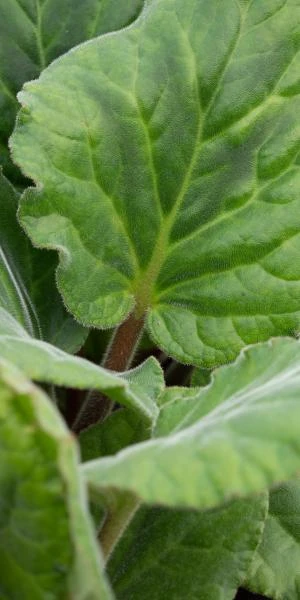 BERGENIA Ciliata 'Wilton' 4 BERGENIA Ciliata 'Wilton' - Image 2