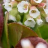 BERGENIA 'Diamond Drops'