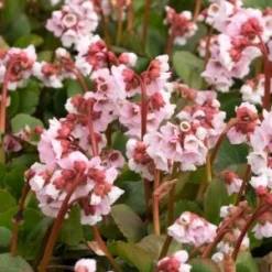 BERGENIA 'Harzkristall' 7 BERGENIA 'Harzkristall' -UK Garden Supplies Sales Shop bergenia hartzkristal 3140481
