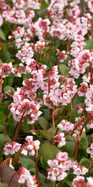 BERGENIA 'Harzkristall' 5 BERGENIA 'Harzkristall' - Image 3
