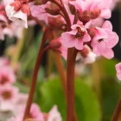 BERGENIA 'Harzkristall'