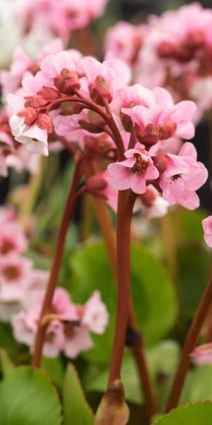 BERGENIA 'Harzkristall' 3 BERGENIA 'Harzkristall'