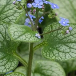 BRUNNERA Macrophylla 'Alexanders Great' PBR