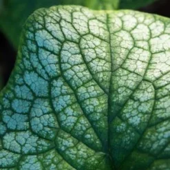 BRUNNERA Macrophylla 'Alexanders Great' PBR -UK Garden Supplies Sales Shop brunnera alexander s great 9300670