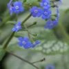 BRUNNERA Macrophylla 'Jack Frost' PBR 2 BRUNNERA Macrophylla 'Jack Frost' PBR -UK Garden Supplies Sales Shop brunnera jack frost 4040019