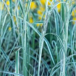 CALAMAGROSTIS X Acutiflora 'Overdam'