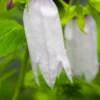 CAMPANULA 'Burghaltii' -UK Garden Supplies Sales Shop campanula burgaltii 2