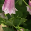 CAMPANULA Takesimana 'Elizabeth II' -UK Garden Supplies Sales Shop campanula elizabeth 11 5220756 2