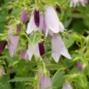 CAMPANULA Iridescent Bells ('Iribella' PBR) -UK Garden Supplies Sales Shop campanula irridescent bells 2 3