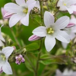CAMPANULA Lactiflora 'Loddon Anna'
