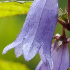 CAMPANULA 'Paul Furse'