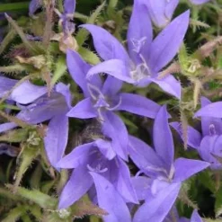 CAMPANULA Poscharskyana
