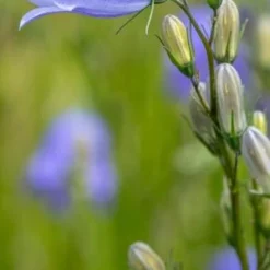 CAMPANULA Rotundifolia