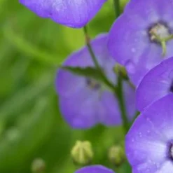 CAMPANULA 'Samantha'