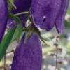 CAMPANULA 'Sarastro' -UK Garden Supplies Sales Shop campanula sarastro 3