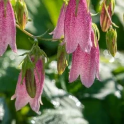 CAMPANULA Takesimana 'Elizabeth' -UK Garden Supplies Sales Shop campanula takesimana elizabeth web 8260770