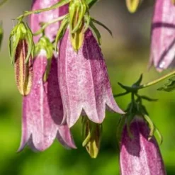 CAMPANULA Takesimana 'Elizabeth'