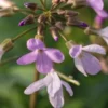 CARDAMINE Quinquefolia 1 CARDAMINE Quinquefolia -UK Garden Supplies Sales Shop cardamine quinquefolia 3060108 2