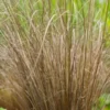 CAREX Buchananii -UK Garden Supplies Sales Shop carex buchananii 7280447 2