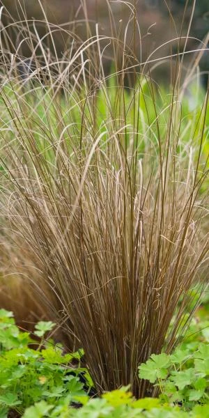 CAREX Buchananii -UK Garden Supplies Sales Shop carex buchananii 7280447 2