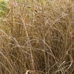 CAREX Comans Bronze-leaved