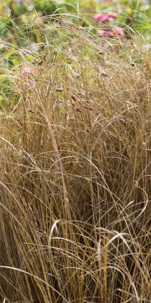 CAREX Comans Bronze-leaved -UK Garden Supplies Sales Shop carex comans red 8311360 2