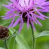 CENTAUREA Carniolica -UK Garden Supplies Sales Shop centaurea carniolica 8030150