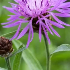 CENTAUREA Carniolica