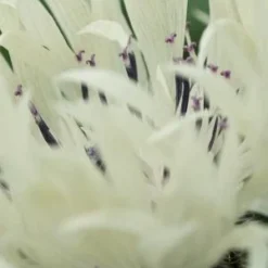 CENTAUREA Cheiranthifolia