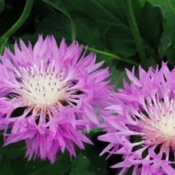 CENTAUREA 'John Coutts'