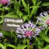 CENTAUREA Montana -UK Garden Supplies Sales Shop centaurea montana 5210095