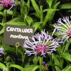 CENTAUREA Montana