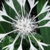 CENTAUREA Montana 'Alba' -UK Garden Supplies Sales Shop centaurea montana alba 2
