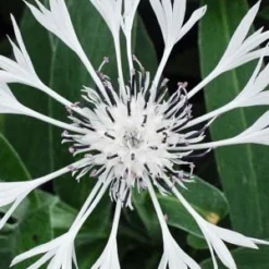 CENTAUREA Montana 'Alba'