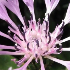 CENTAUREA Montana 'Carnea'