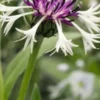 CENTAUREA Montana 'Purple Heart' -UK Garden Supplies Sales Shop centaurea montana purple heart 5030059 2