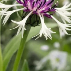 CENTAUREA Montana 'Purple Heart'